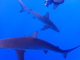 Guess what week it is? Shark Week Earrings | 3" long | Stainless Steel