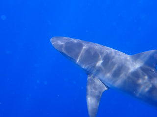 Guess what week it is? Shark Week Earrings | 3" long | Stainless Steel